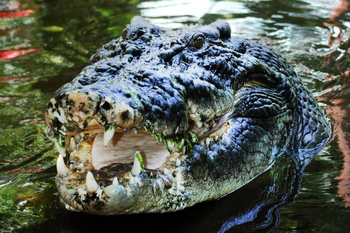 Cocodrilo de Australia. Foto: EFE.