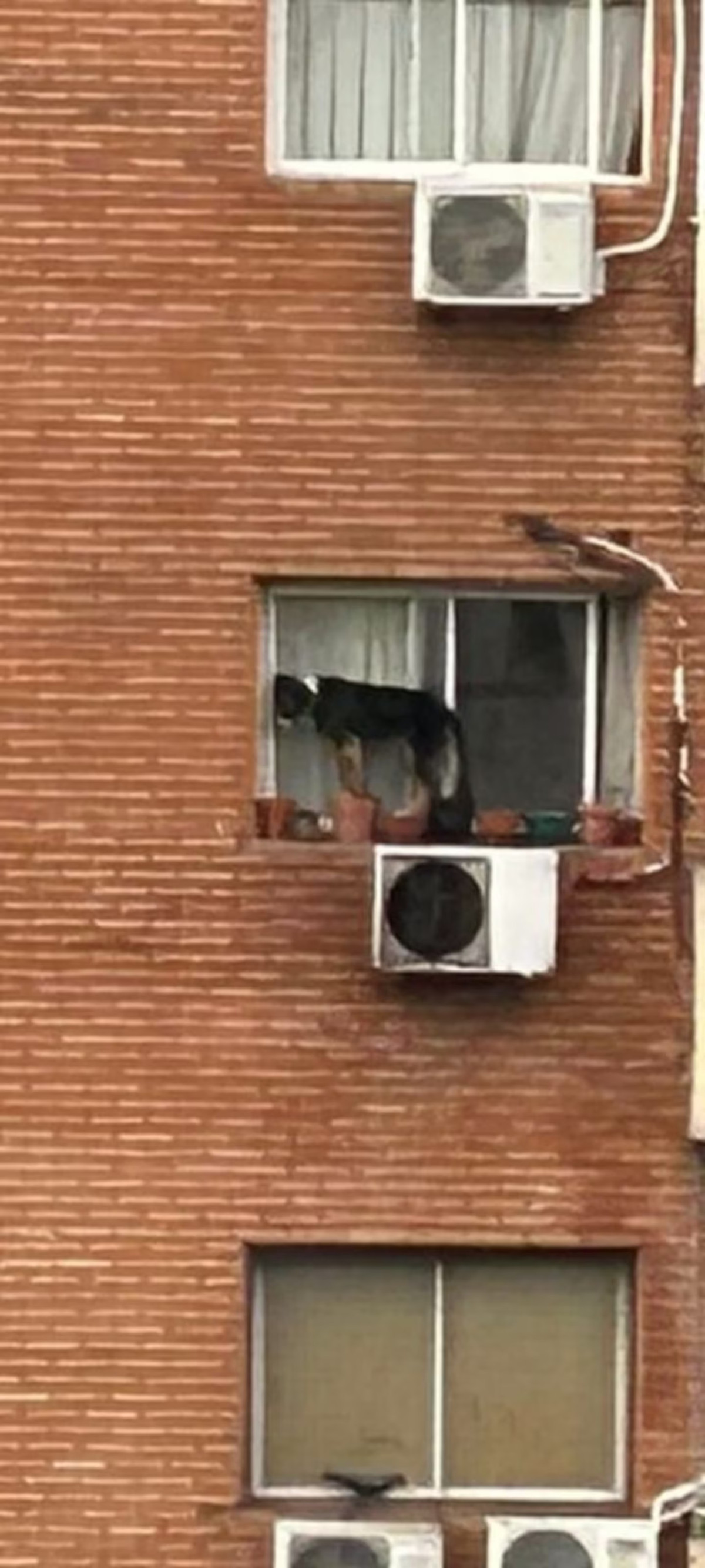 El perro pasó horas al borde de una ventana. Foto: X.