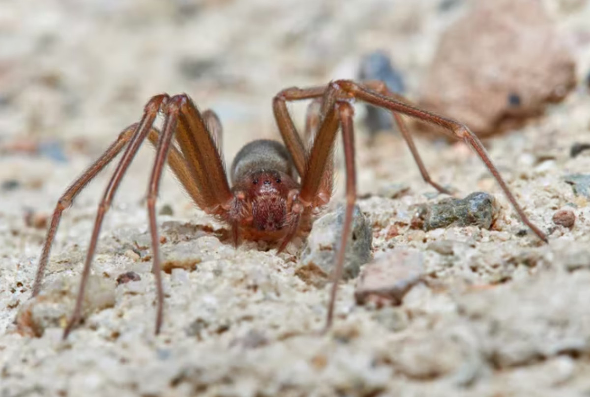 Araña violinista.