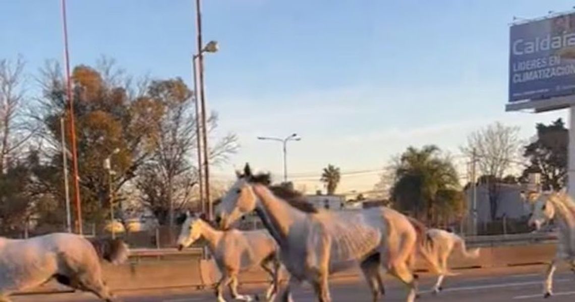 Caballos en plaena Panamericana. 