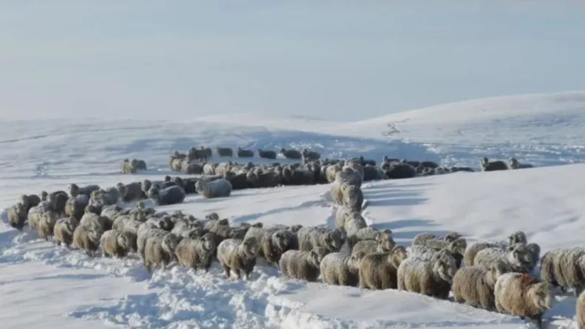 Santa Cruz - Un millón de ovejas pueden morir por las intensas nevadas