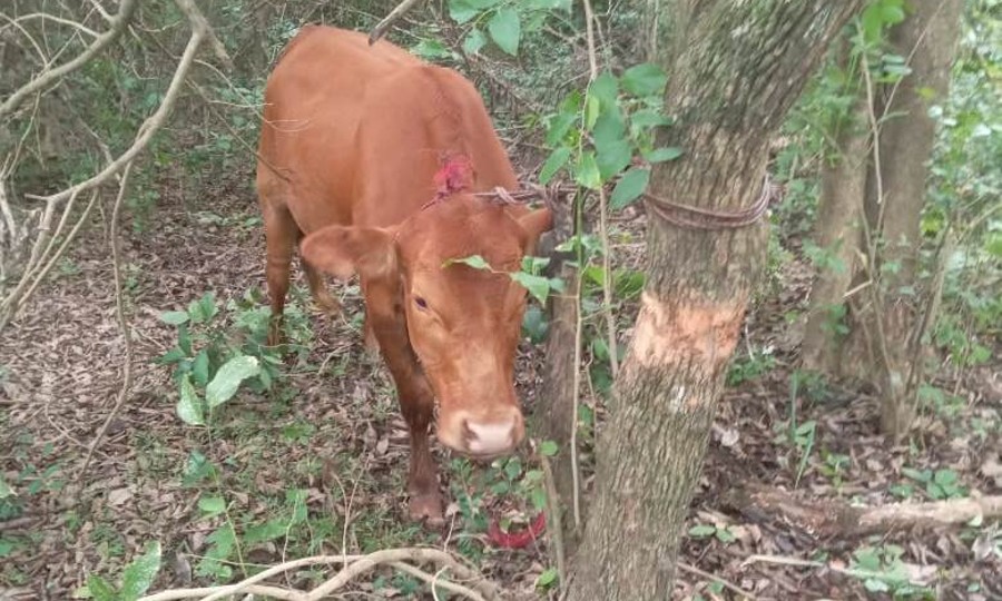 Secuestraron un animal vacuno robado de Punta Guía - Diario La Mañana