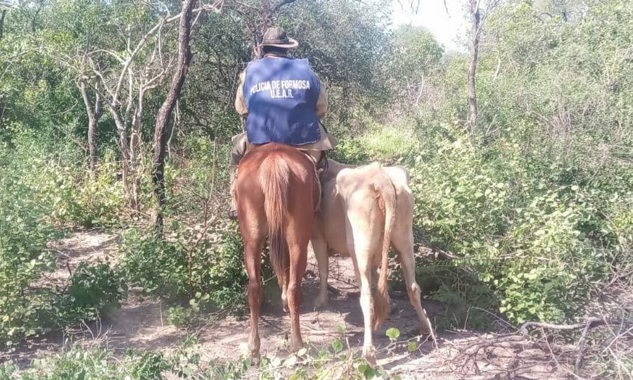 Arrestaron a un sujeto y secuestraron una vaca, una ternera y un revólver -  Diario La Mañana