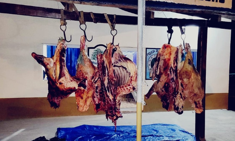 Desbarataron una banda de abigeos y secuestraron más de 500 kilos de carne  - Diario La Mañana