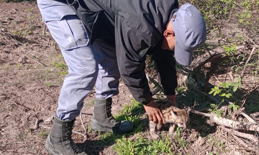 Rescataron a dos pequeños cachorros de puma que eran perseguidos por  animales - Diario La Mañana