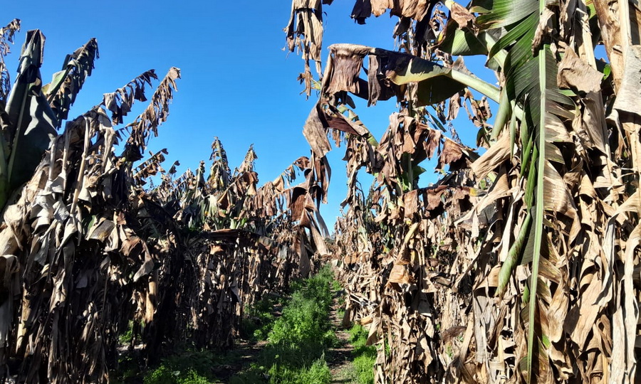 Alertan que las heladas del fin de semana destruyeron “el 100% de la producción bananera” - Diario La Mañana