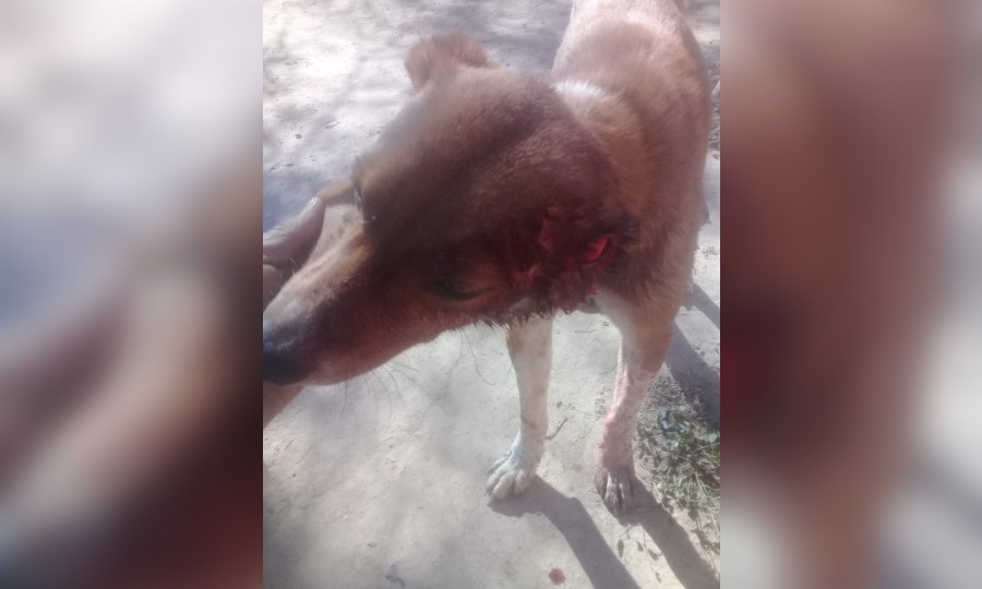 La Policía detuvo a una mujer por maltrato animal - Diario La Mañana