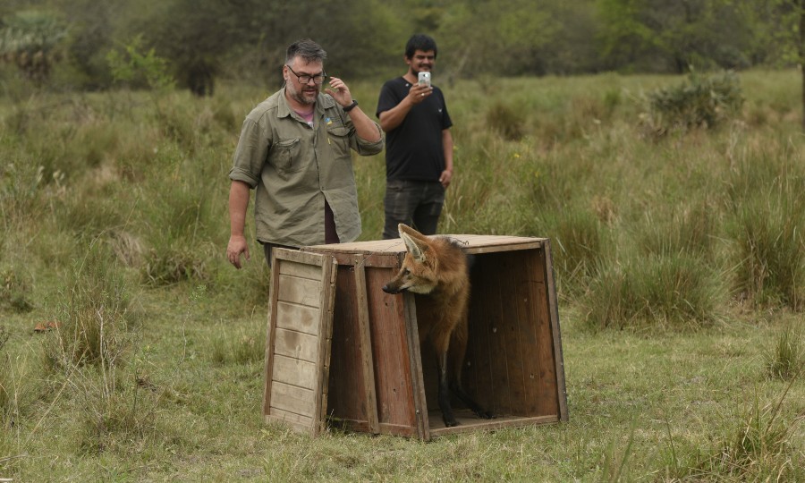 Ejemplar de aguará guazú vuelve a su ambiente natural - Diario La Mañana