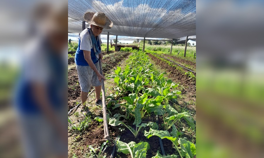 Insfrán destacó la labor de “los hombres y mujeres que hacen del trabajo  rural su medio de vida” - Diario La Mañana