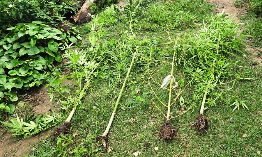 Villa Dos Trece: hallaron un cultivo de marihuana y arrestaron a una persona  - Diario La Mañana